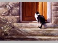 Cat Paintings 79